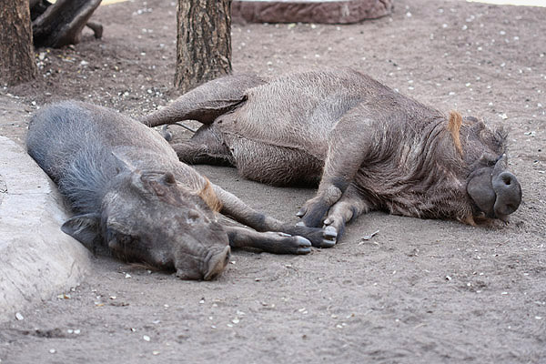 Warthog by Mick Dryden