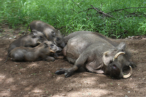 Warthogs by Mick Dryden