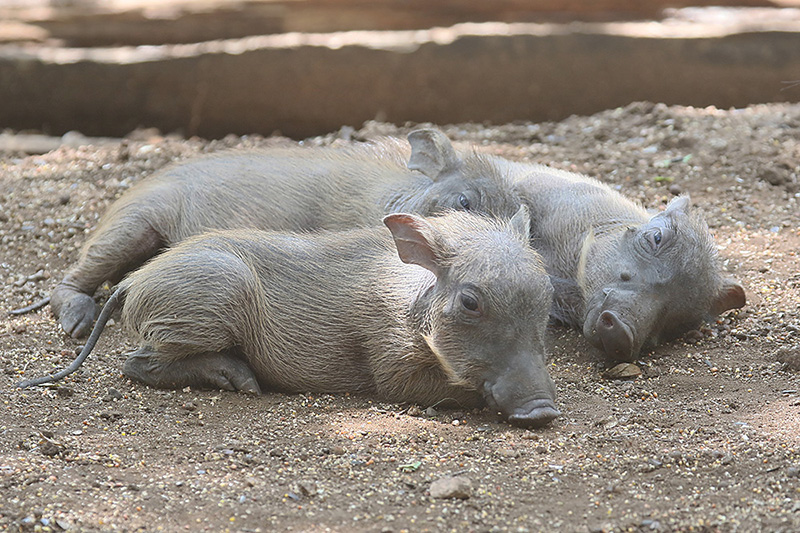 Warthogs by Mick Dryden