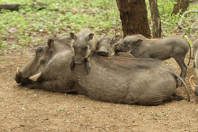 Warthogs by Mick Dryden