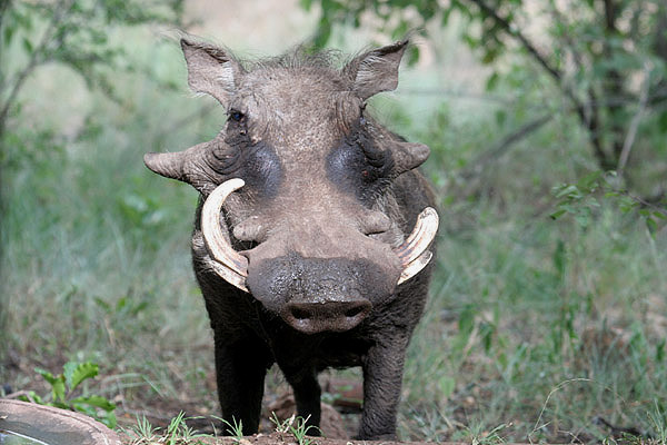 Warthog by Mick Dryden
