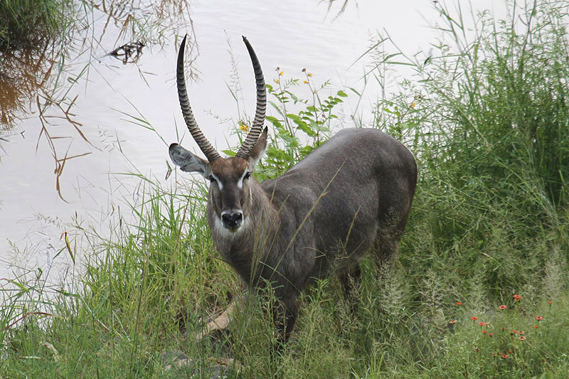 Waterbuck by Mick Dryden