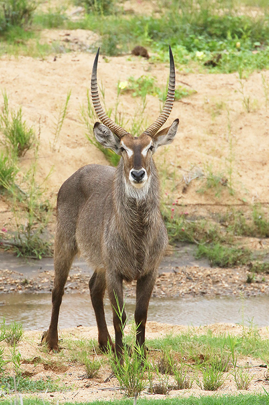 Waterbuck by Mick Dryden