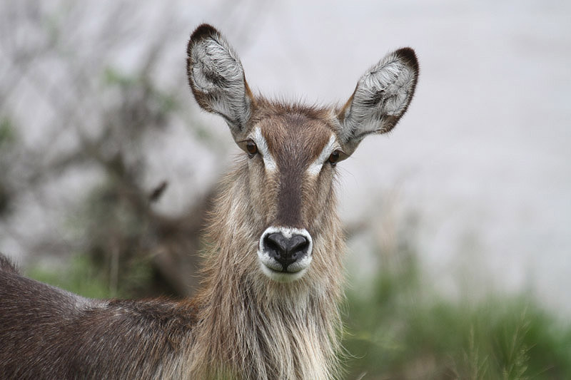 Waterbuck by Mick Dryden