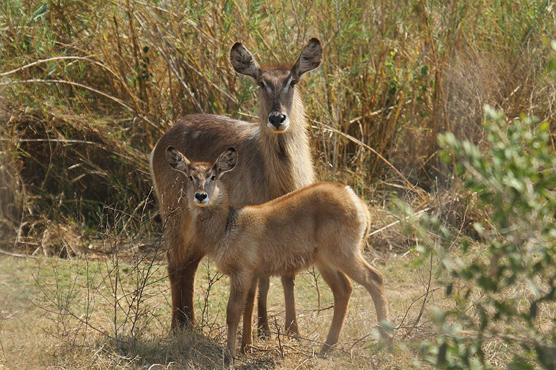 Waterbuck by Mick Dryden