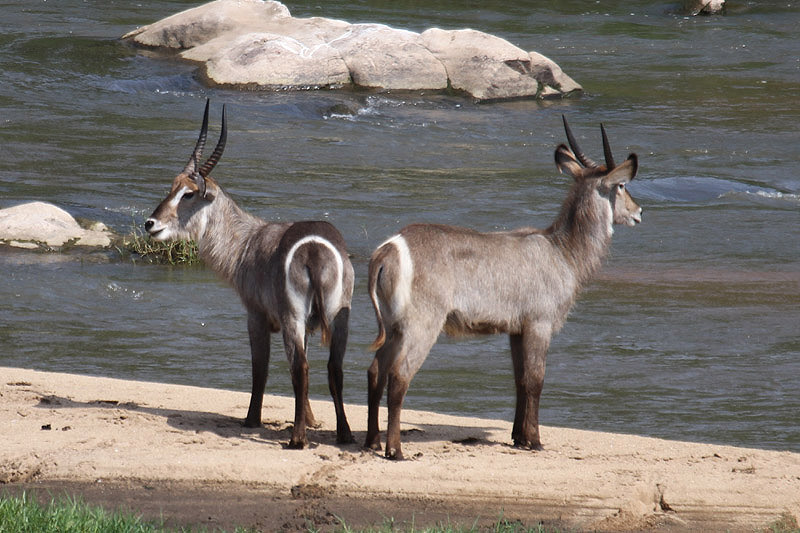 Waterbuck by Mick Dryden