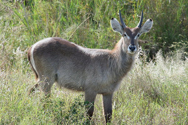 Waterbuck by Mick Dryden