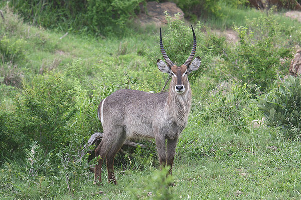 Waterbuck by Mick Dryden