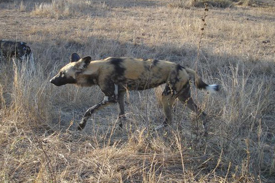 Wild Dog by Sylvia Hartley