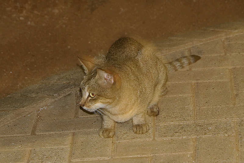 African Wildcat by Mick Dryden