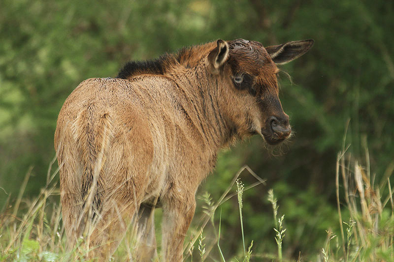 Blue Wildebeest by Mick Dryden