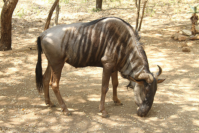 Blue Wildebeest by Mick Dryden