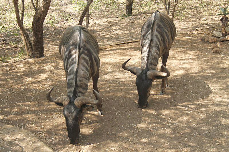 Blue Wildebeest by Mick Dryden