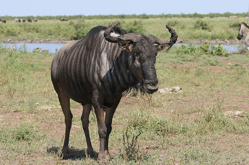 Blue Wildebeest by Mick Dryden