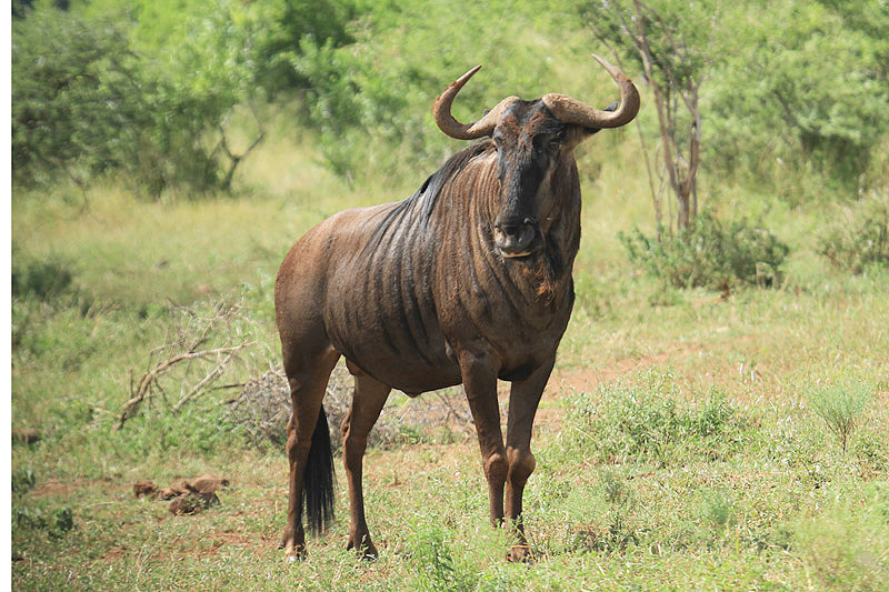 Blue Wildebeest by Mick Dryden