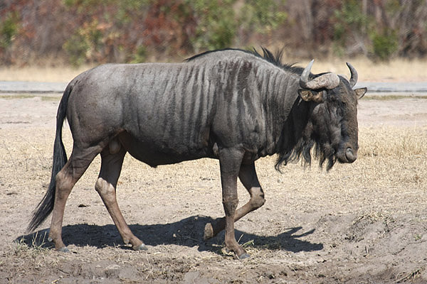 Blue Wildebeest by Mick Dryden