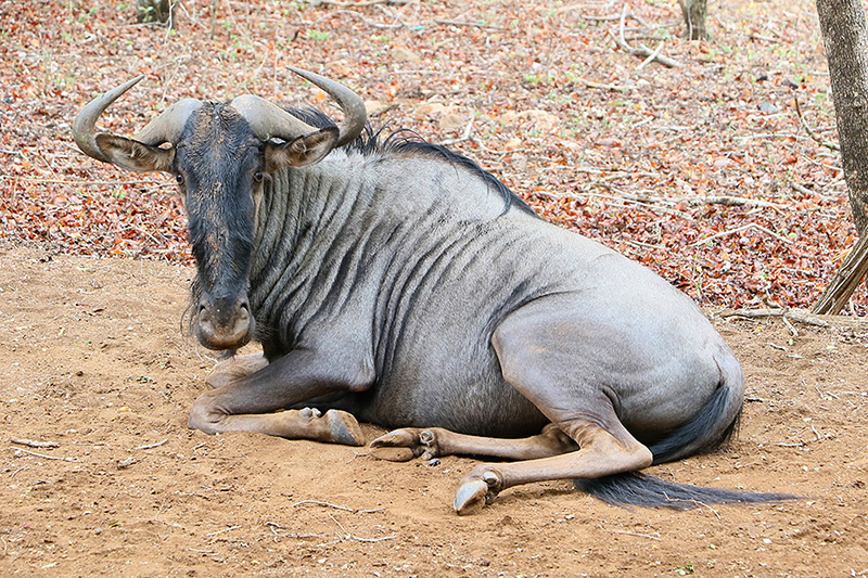 Blue Wildebeest by Mick Dryden