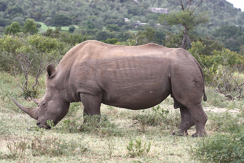 White Rhino by Mick Dryden