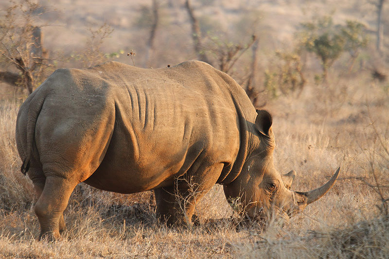 White Rhinoceros by Mick Dryden