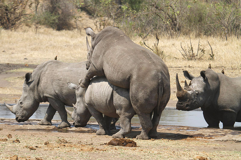 White Rhinoceros by Mick Dryden