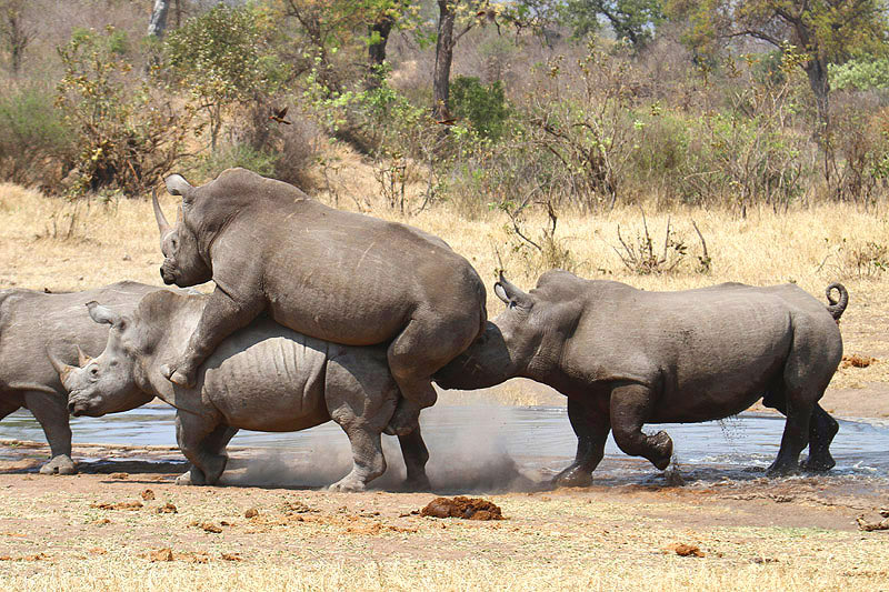 White Rhinoceros by Mick Dryden