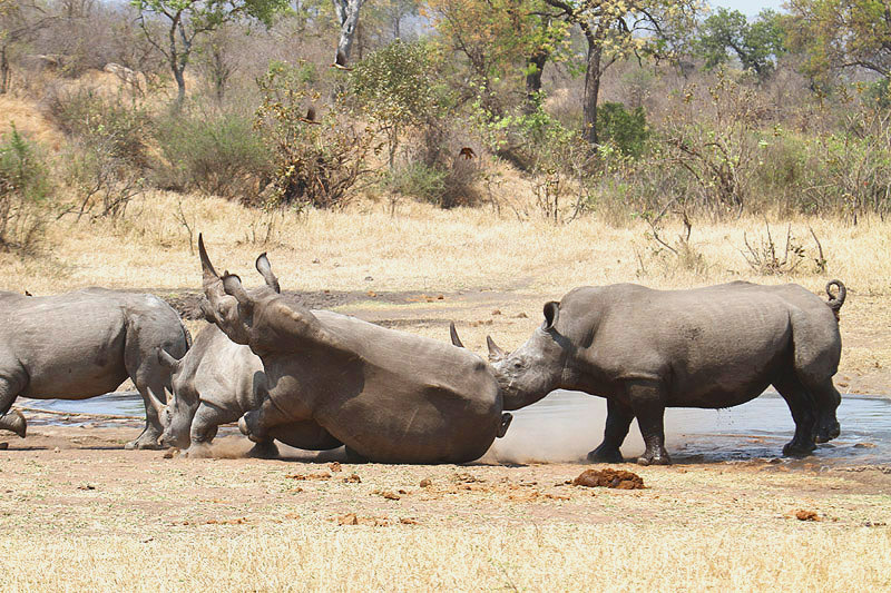 White Rhinoceros by Mick Dryden