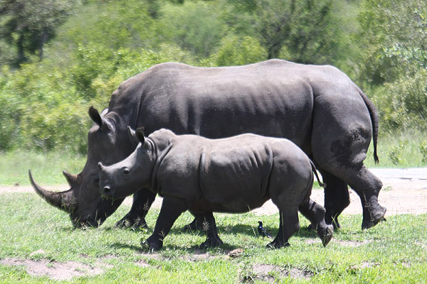 White Rhino by Mick Dryden