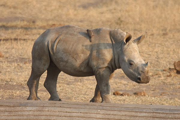 White Rhino by Mick Dryden