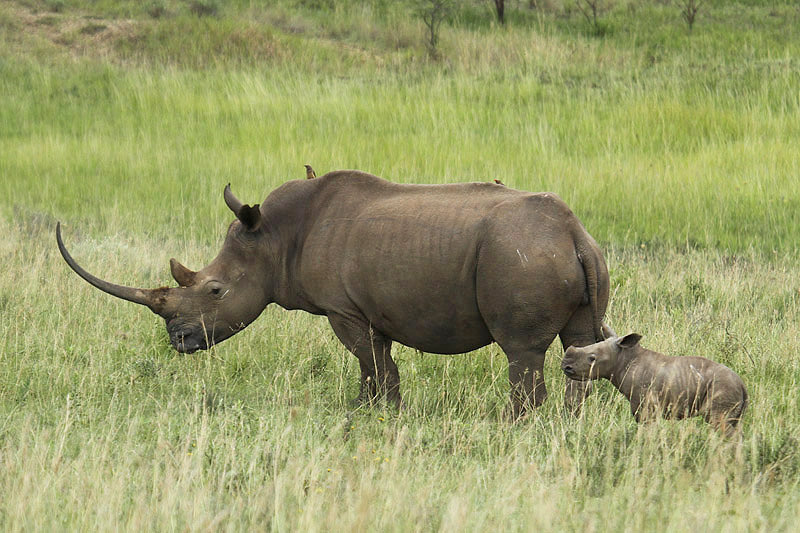 White Rhinoceros by Mick Dryden