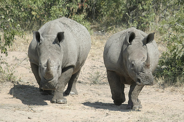 White Rhino by Mick Dryden