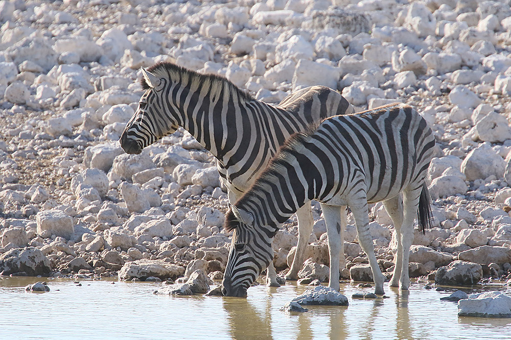 Zebra by Mick Dryden