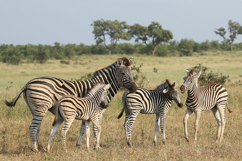 Zebra by Mick Dryden