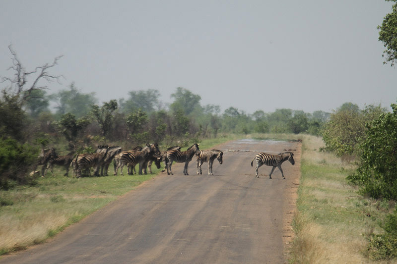 Zebra Crossing by Mick Dryden