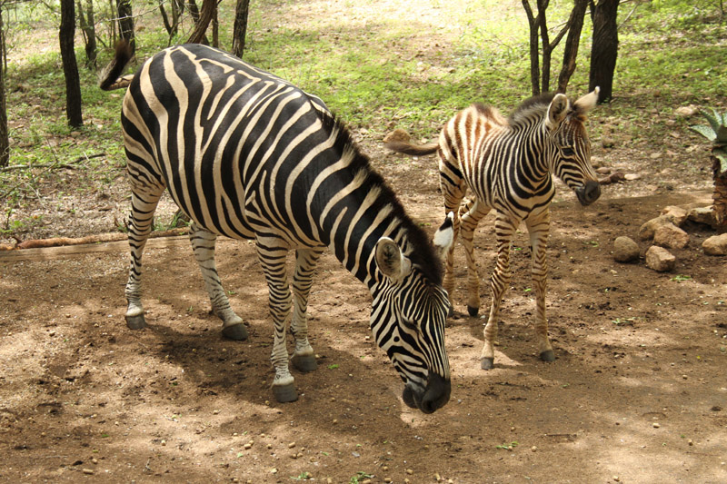 Zebra by Mick Dryden