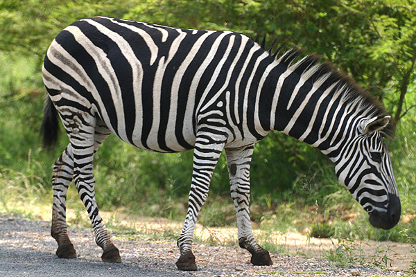 Zebra by Mick Dryden