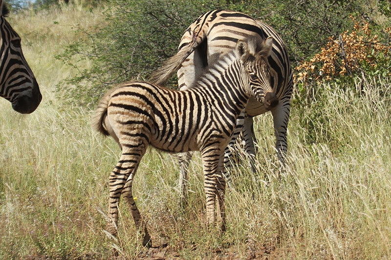 Zebra by Mick Dryden