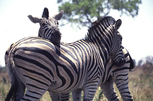 Zebras by Mick Dryden