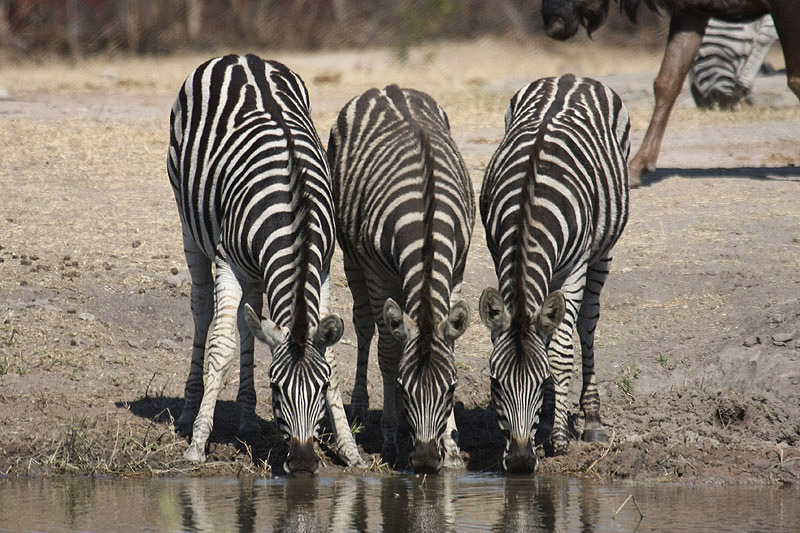 Zebra by Mick Dryden