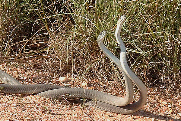 Black Mambas by Barry Burger