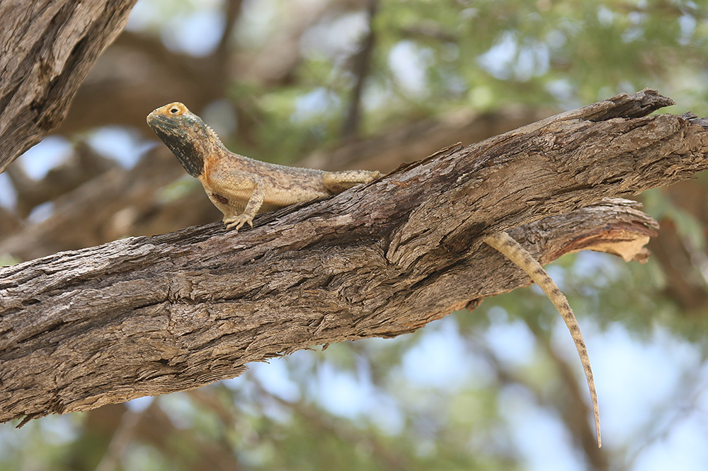 Agama by Mick Dryden