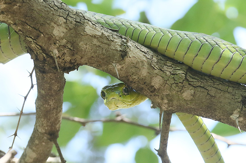 Boomslang by Mick Dryden