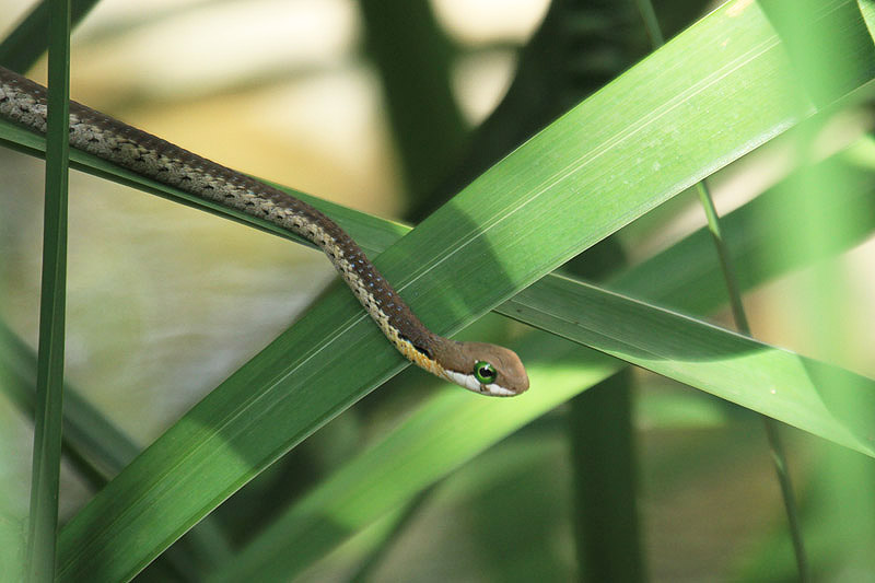 Boomslang by Mick Dryden
