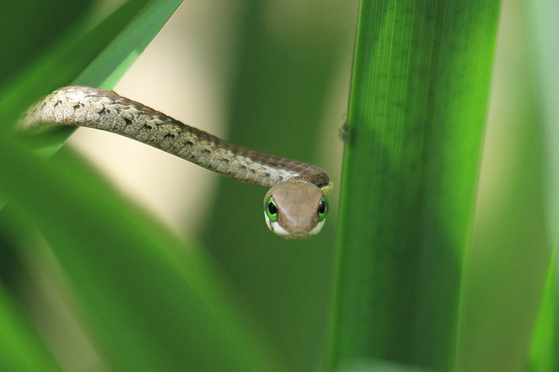 Boomslang by Mick Dryden