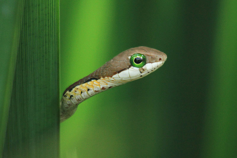 Boomslang by Mick Dryden