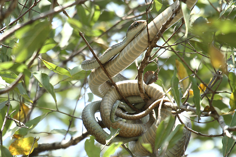 Boomslang by Mick Dryden