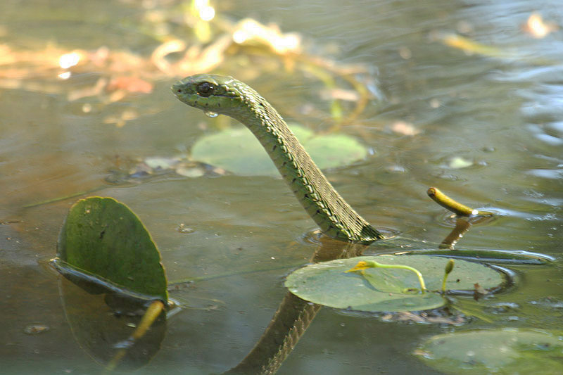 Boomslang by Mick Dryden