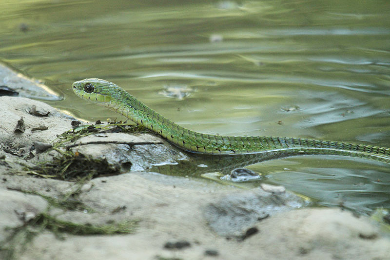 Boomslang by Mick Dryden