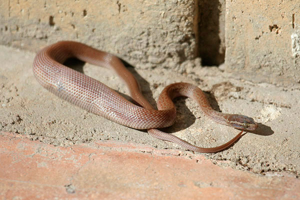 Brown House Snake by Mick Dryden