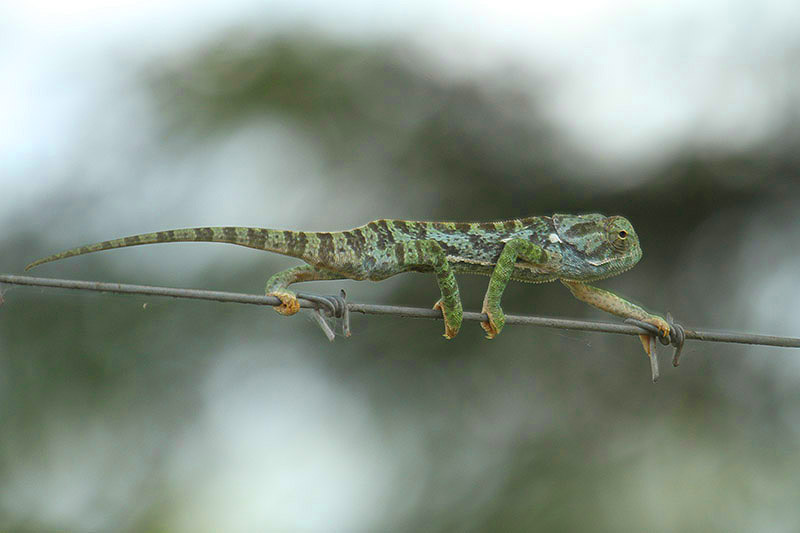 Chameleon by Mick Dryden