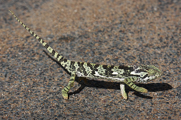 Chameleon sp by Mick Dryden